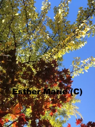 Yellow Gilko, Red Maple 3, 11" X 8.5" Digital Photograph