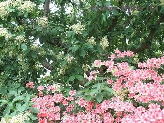Brooklyn Pink Azalea 11" X 8.5" Digital Photograph