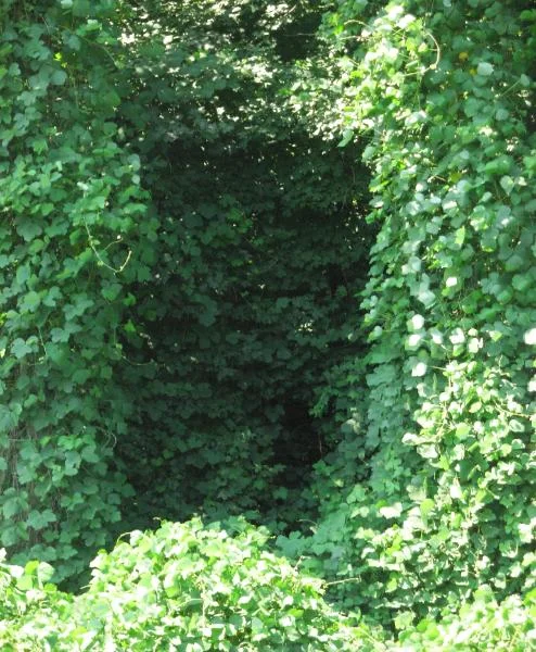 02 Kudzu_Frame-494x600.jpg