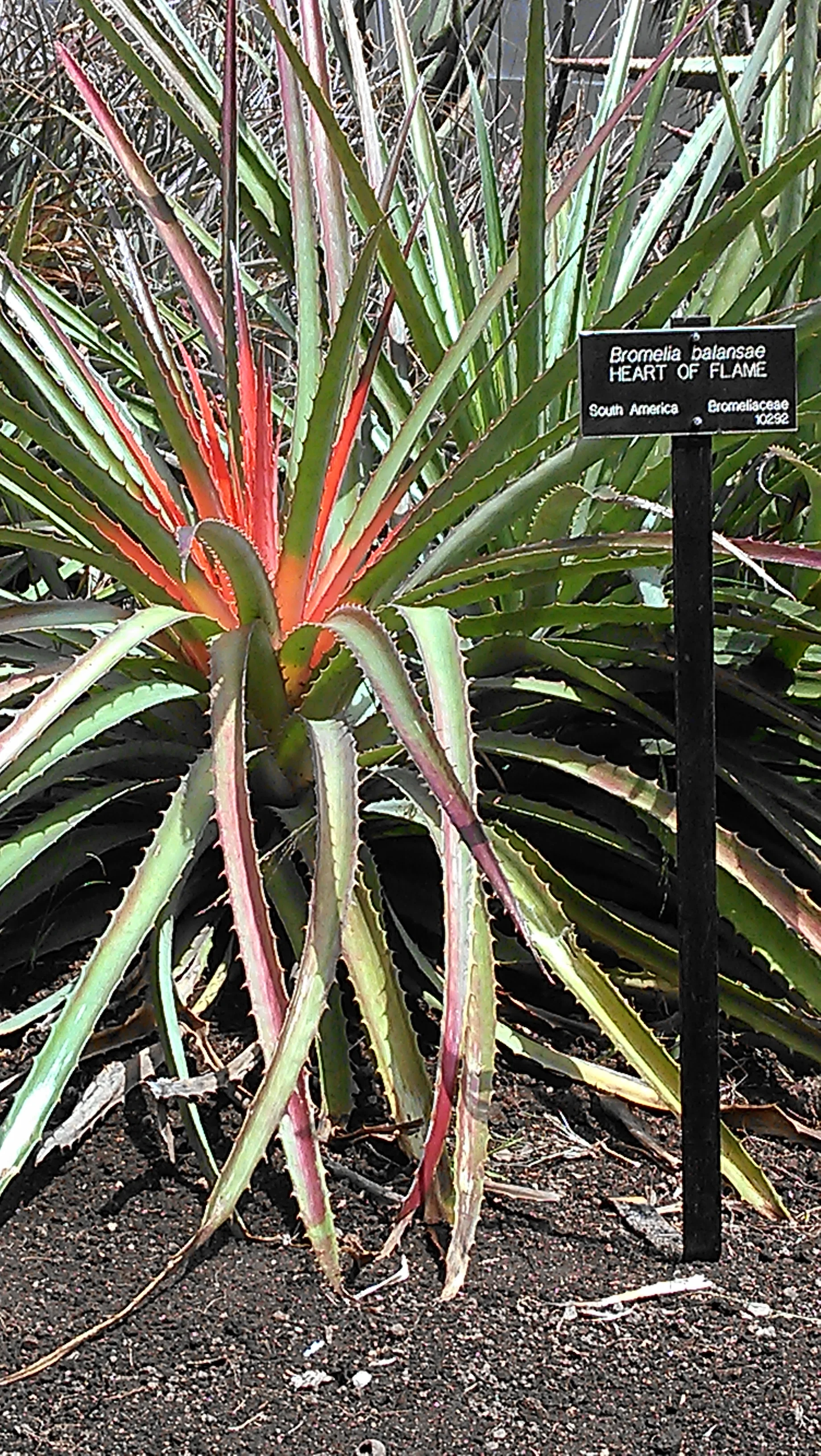 IMAG0650.jpg