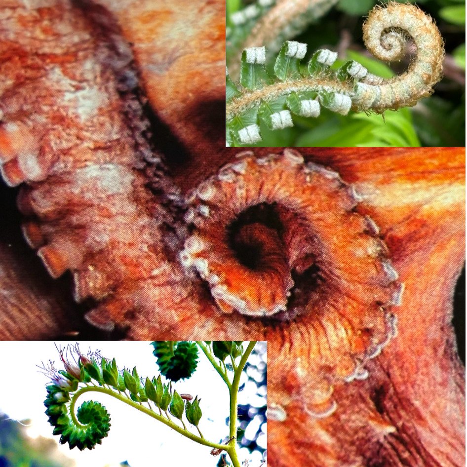 Excited about a new project I've been editing. Will be available in Spring 2026. It's an exploration of the senses, both human and nonhuman. My essay is in the "Tasting" section and explores the way octopuses, who "taste by touch,&quot