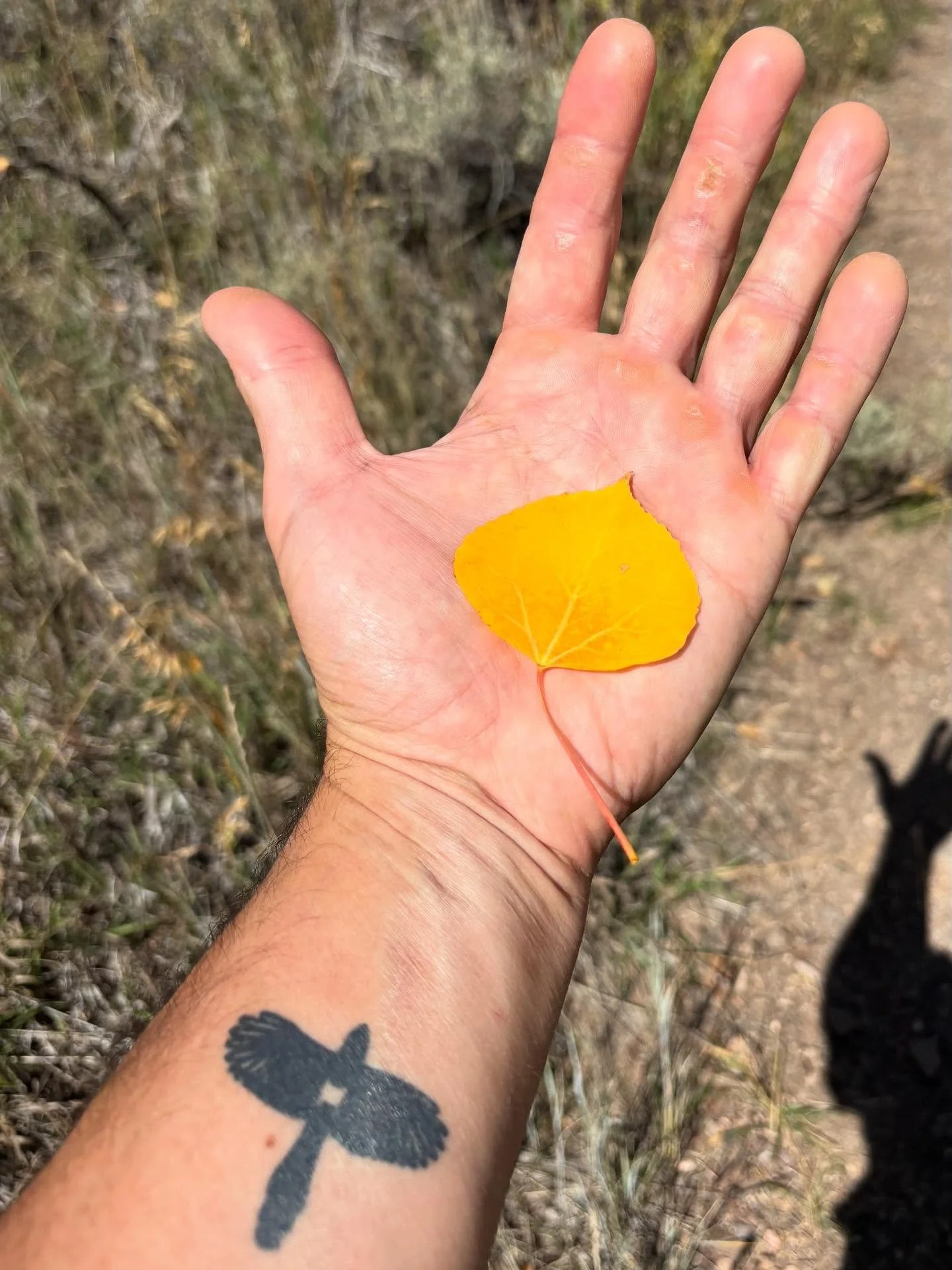 A couple of weeks ago, I took the van from California to Oklahoma to see my folks. I took the northerly way through Utah and made a point of visiting the Pando Forest, which is a single quaking aspen collective (aspens can reproduce asexually, with n
