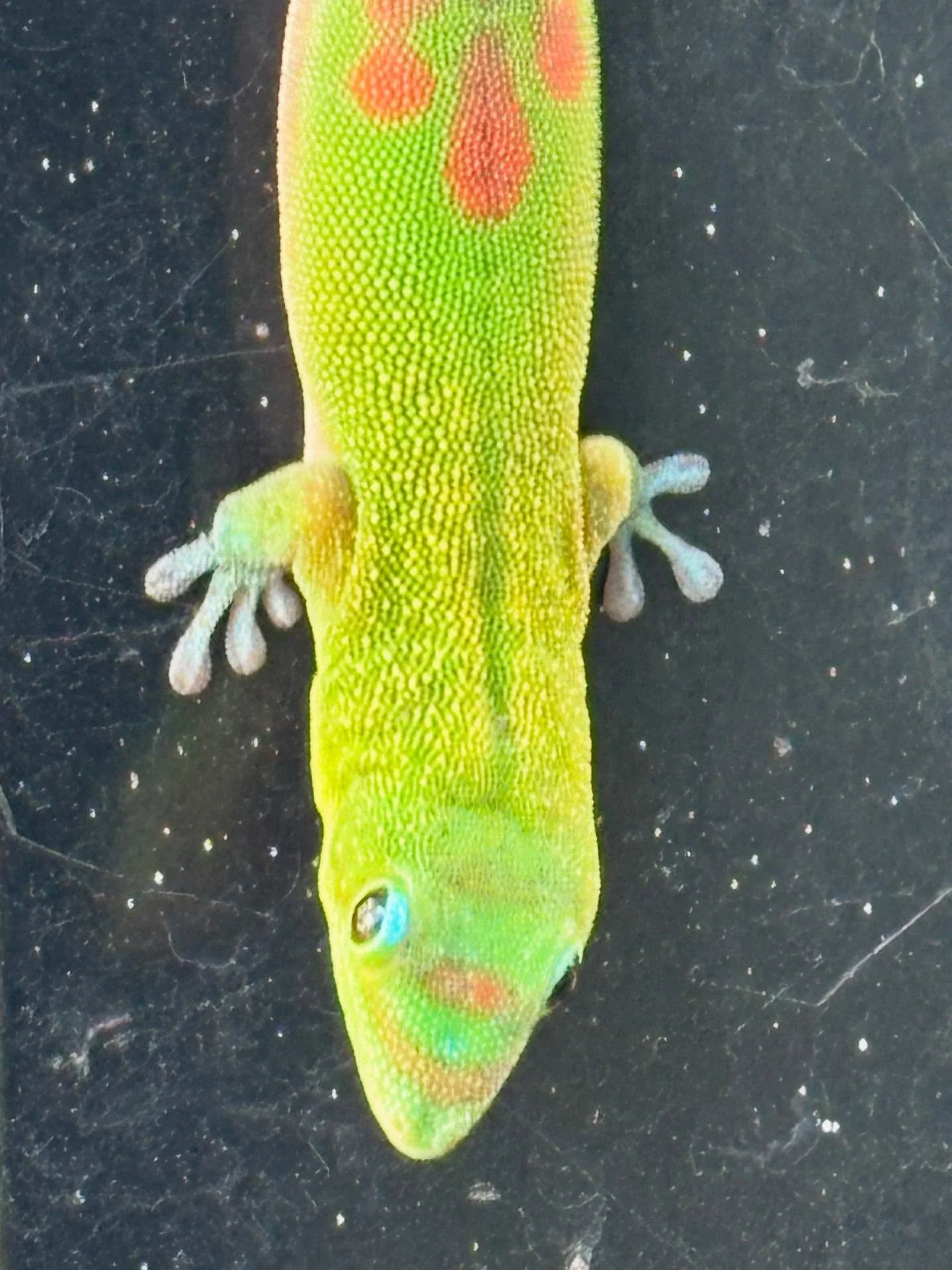 Kinfolk I made the acquaintance of over the holidays. 
 
In Kauai: Gold Dust Day Gecko; Tropicbird; Red-crested Cardinal; Green Sea Turtle; 18-year-old Homo sapiens, @hawkin.s_ (spent most of my time with this creature, which made me very happy)
 
At