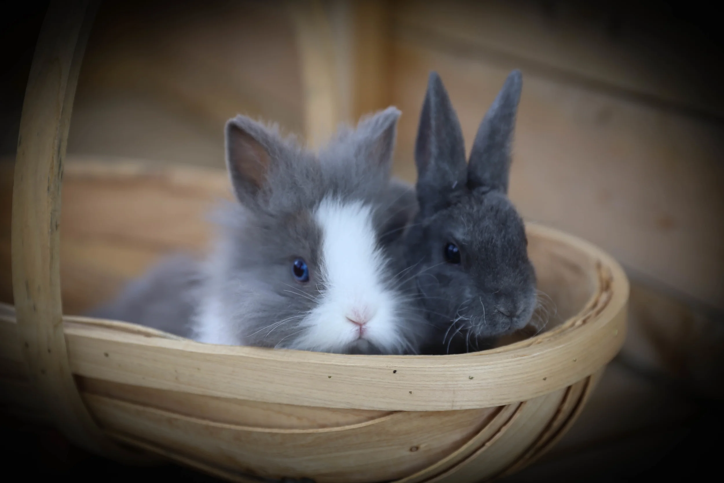 Lily and JoJo when they were just wee themselves!