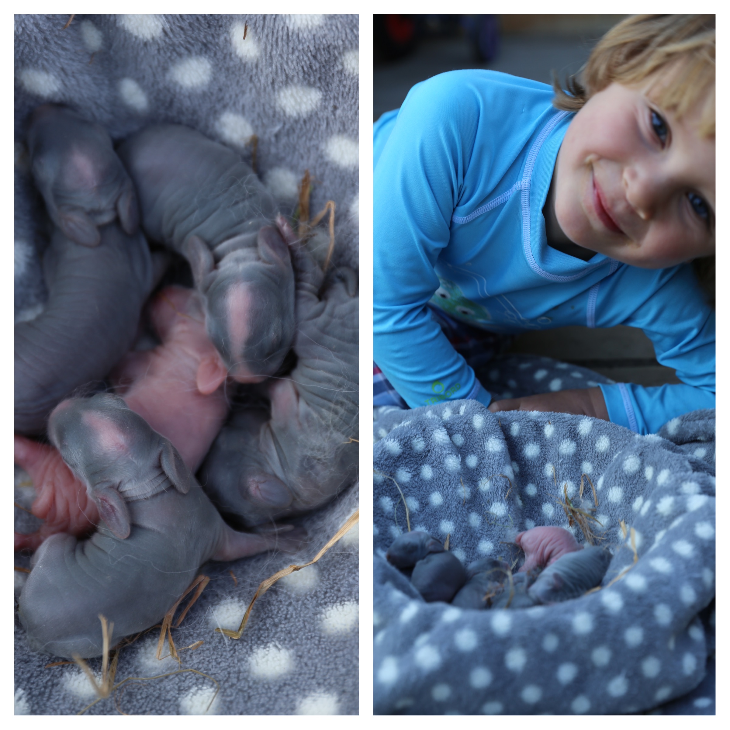 (As an ex Vet Nurse, I know we mustn't handle the babies, but we needed to do a quick house move to accommodate everyone so took a quick snap and all is well. The baby 'hippos' will now have peace and quiet for the next couple of weeks. Three guesses which one Jesse likes best... And no, we won't be keeping any so new home enquirers are welcome!)