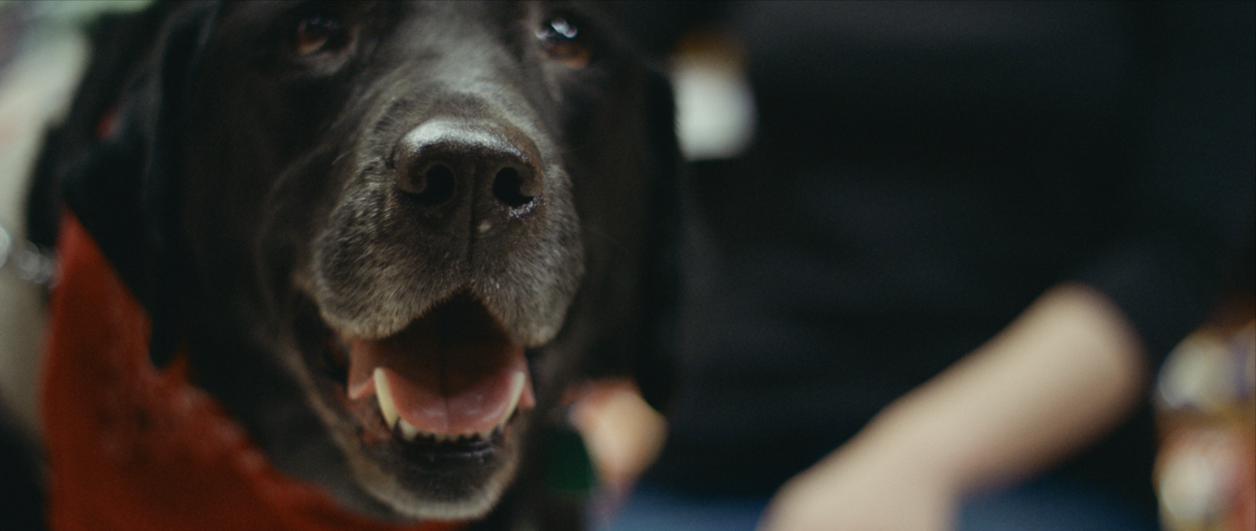 Screen Shot 2016-11-15 at 5.09.28 PM.png