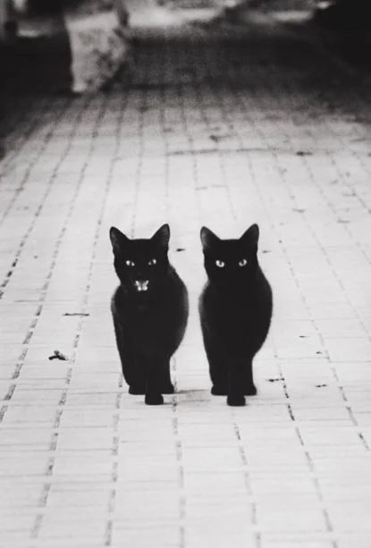 two black cats.jpg
