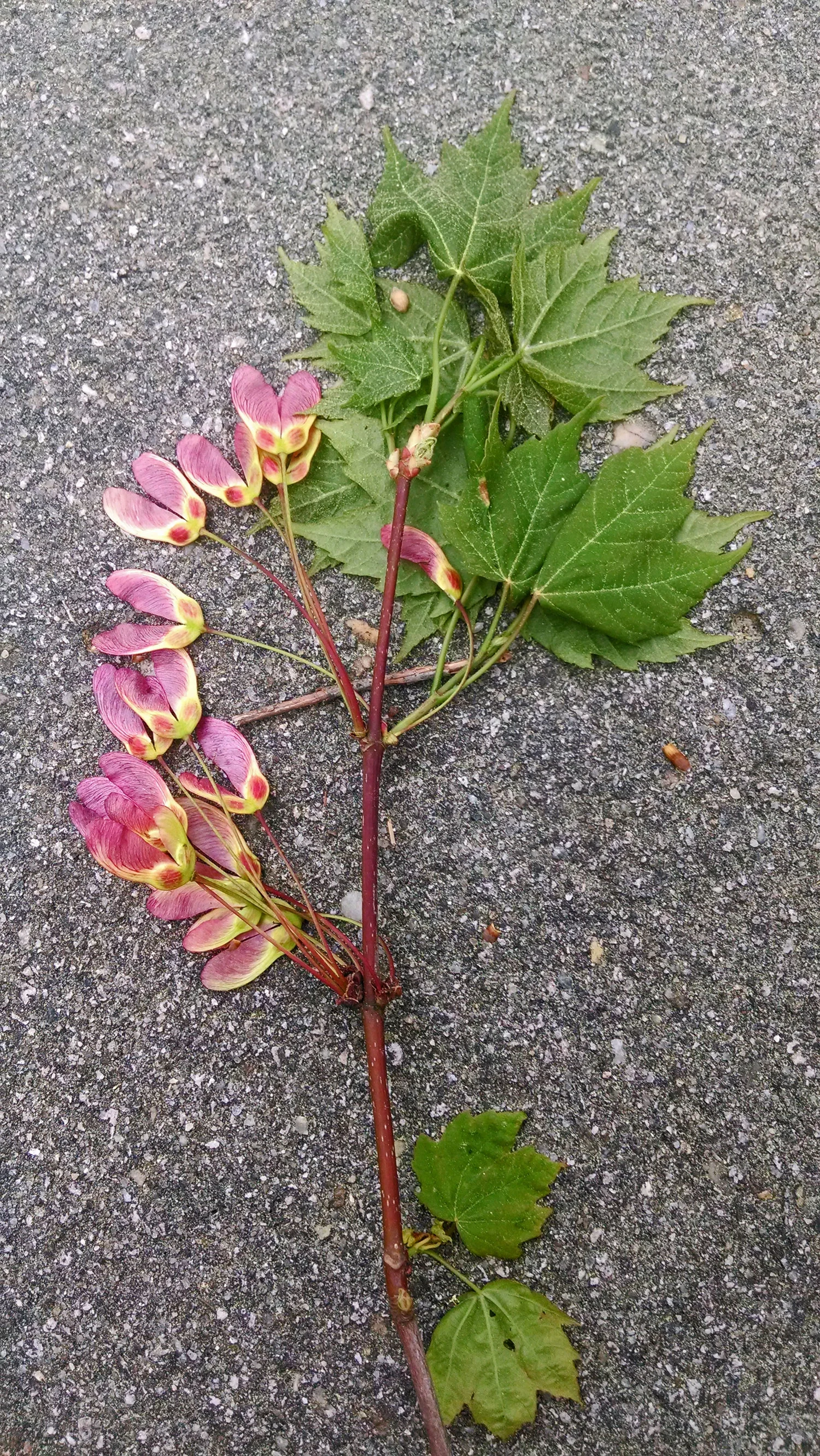 Make note of the contrast of the organic leaves to the manmade asphalt.