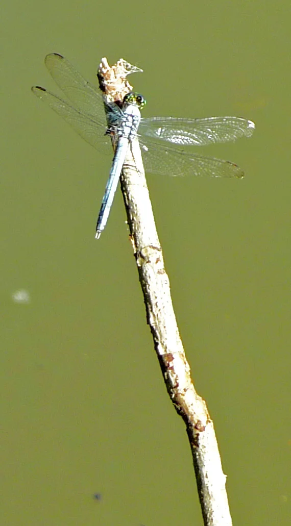 Look at the pattern and iridescence in a dragonfly's wings.
