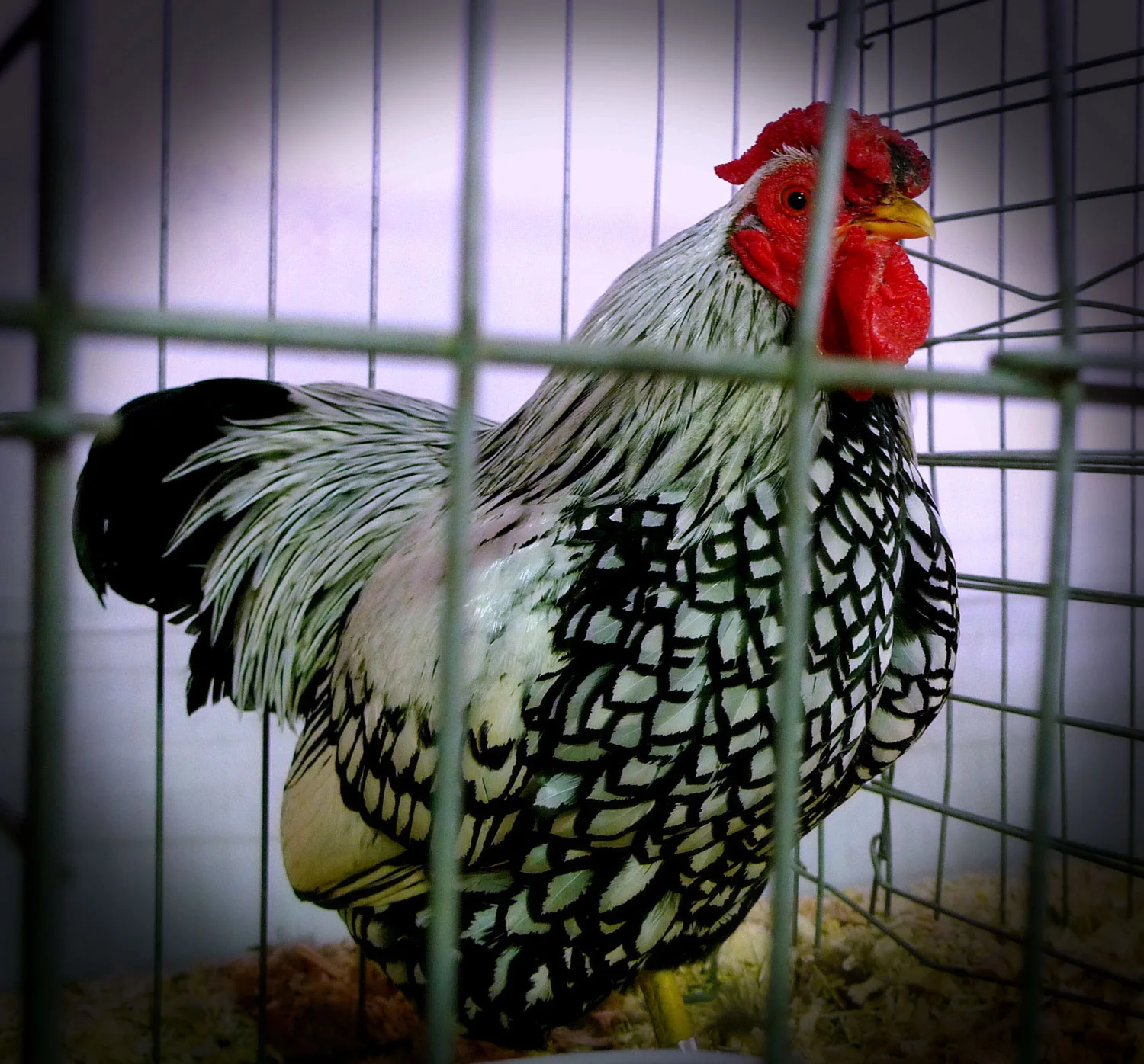 Chickens, birds, and other animals have amazing patterns in their feathers and coats.