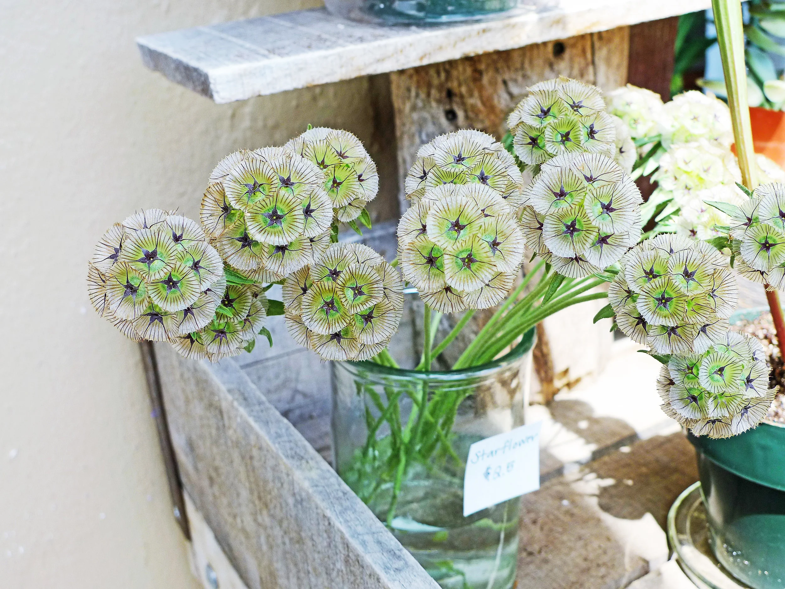 Starflower