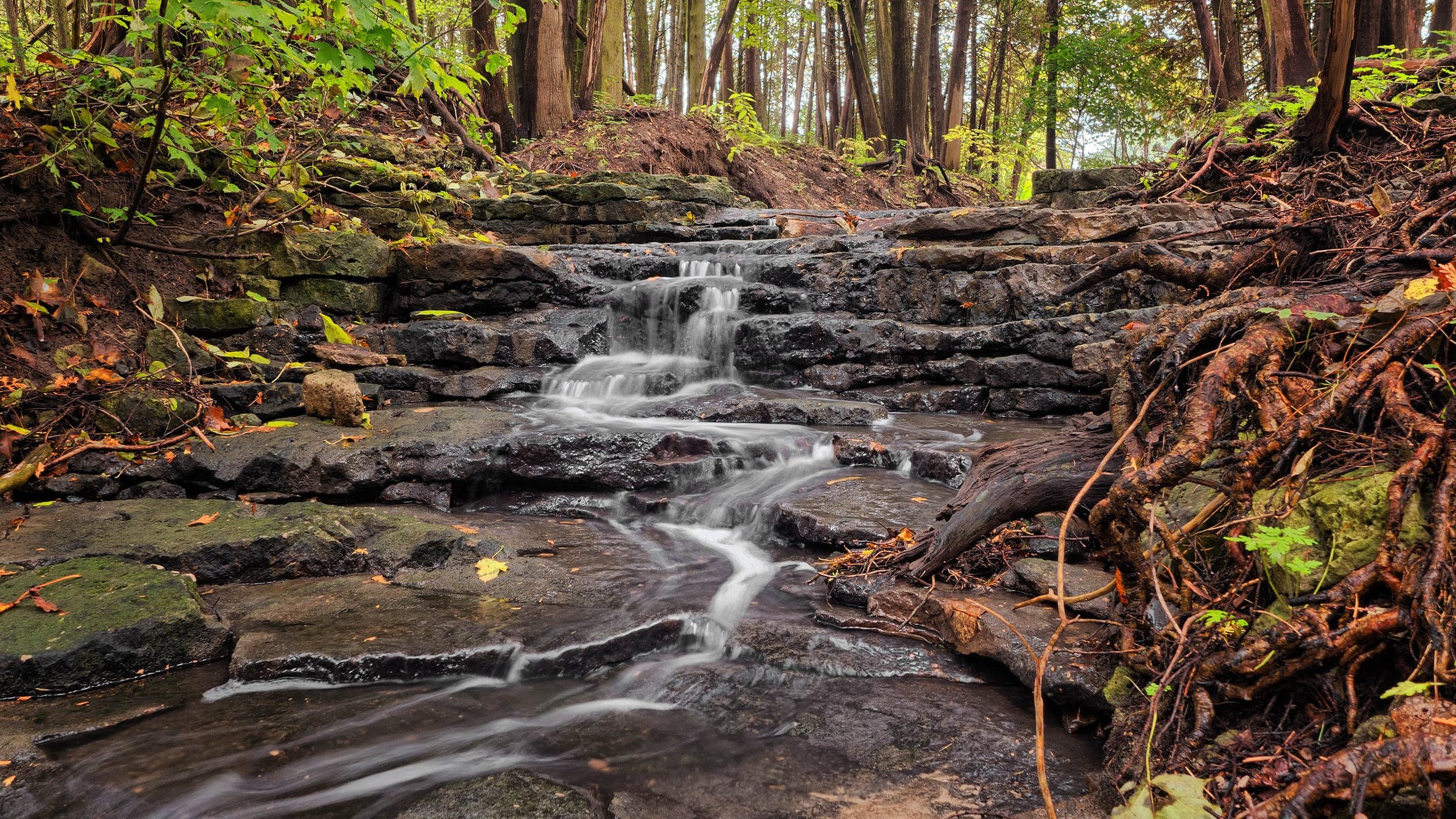 tree by a stream.jpeg