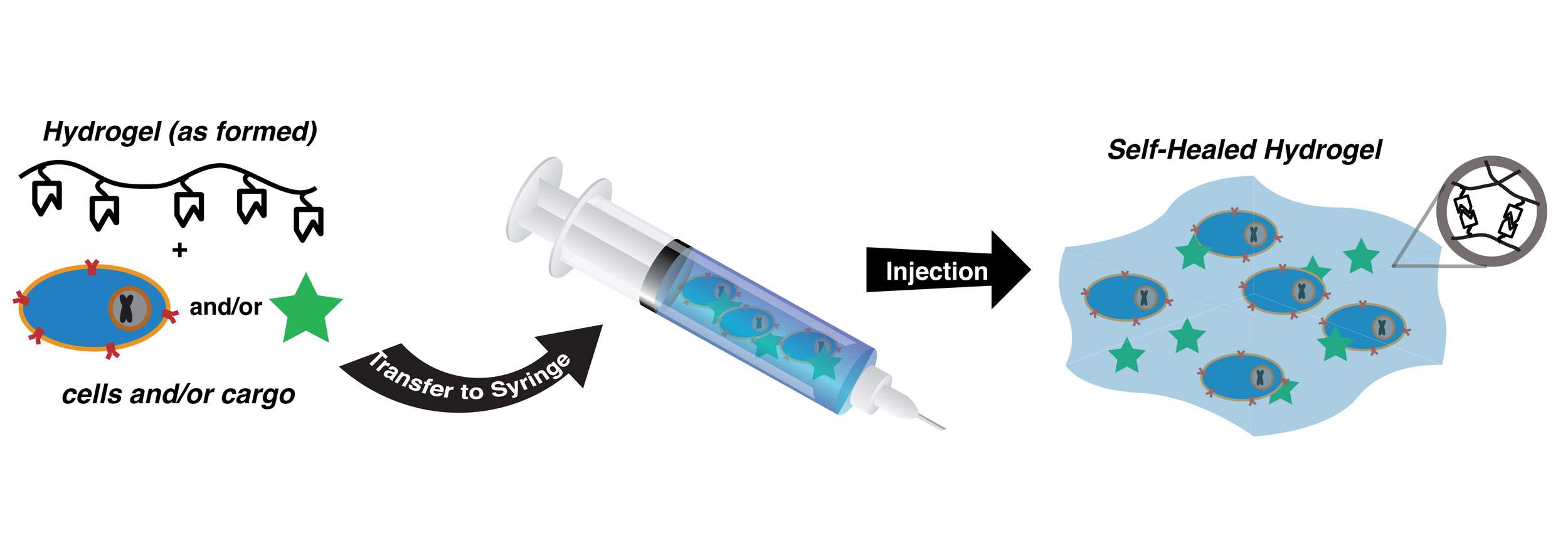 Shear-thinning Injectable Hydrogels