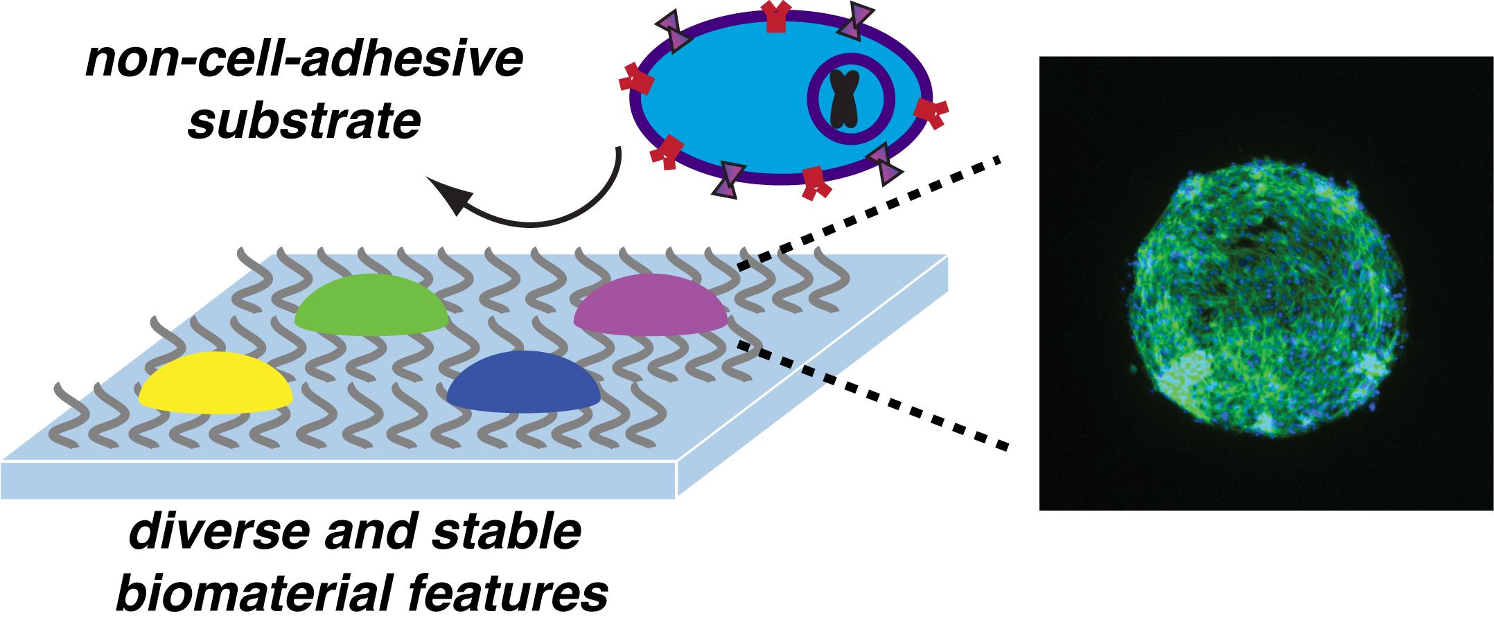 NON-CELL-ADHESIVE SUBSTRATES FOR PRINTING OF ARRAYED BIOMATERIALS Appel, E.A.; Larson, B.L.; Luly, K.M.; Kim, J.D.; Langer, R.* Advanced Healthcare Materials (2014) PDF