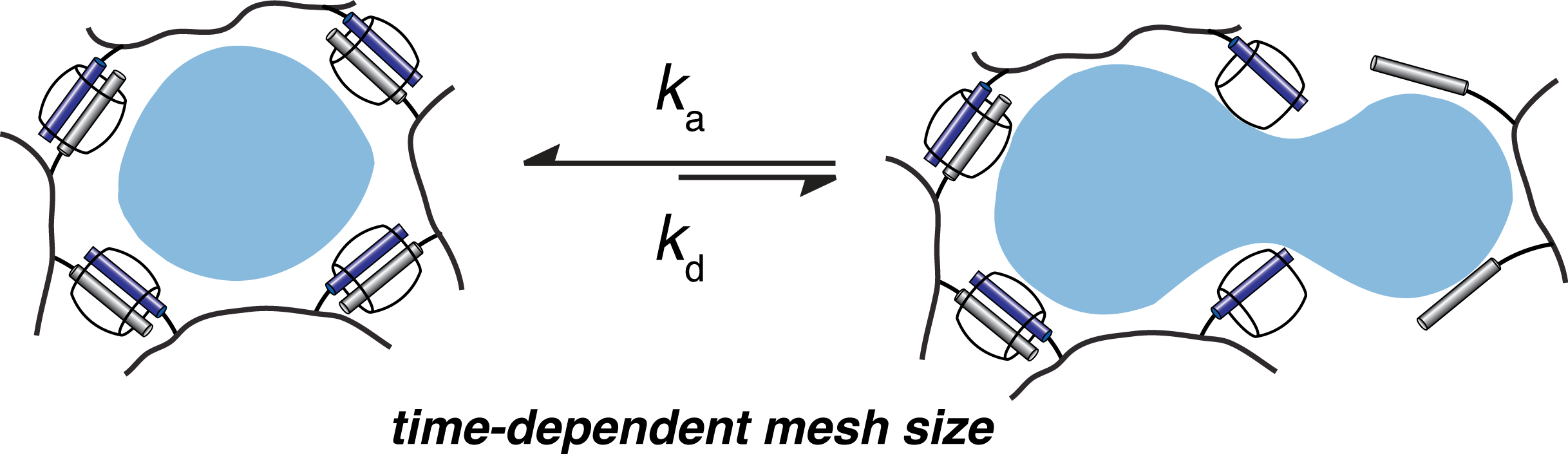 THE CONTROL OF CARGO RELEASE FROM PHYSICALLY CROSSLINKED HYDROGELS BY CROSSLINK DYNAMICS Appel, E.A.; Forster, R.A.; Rowland, M.J.; Scherman, O.A.* Biomaterials (2014) PDF