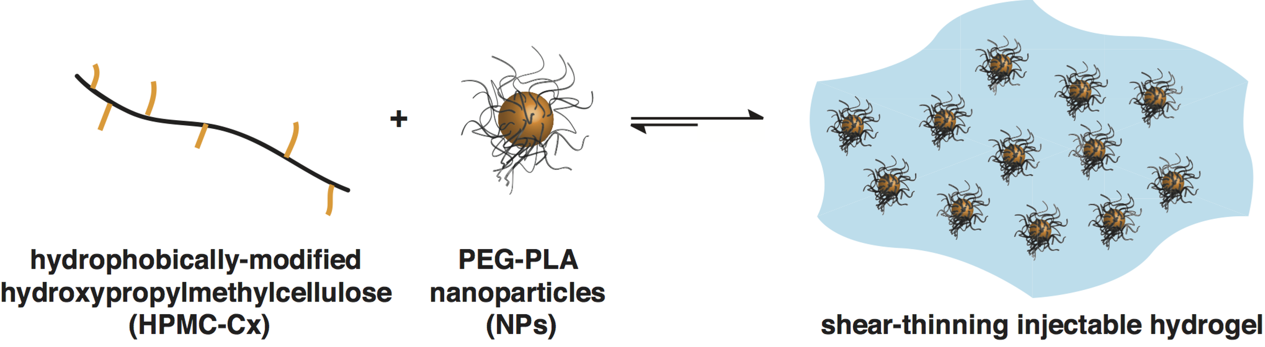 SELF-ASSEMBLED HYDROGELS UTILISING POLYMER-NANOPARTICLE INTERACTIONS Appel, E.A.^; Tibbitt, M.W.^; Webber, M.J.; Mattix, B.A.; Veiseh, O.; Langer, R.* Nature Communications (2015) PDF