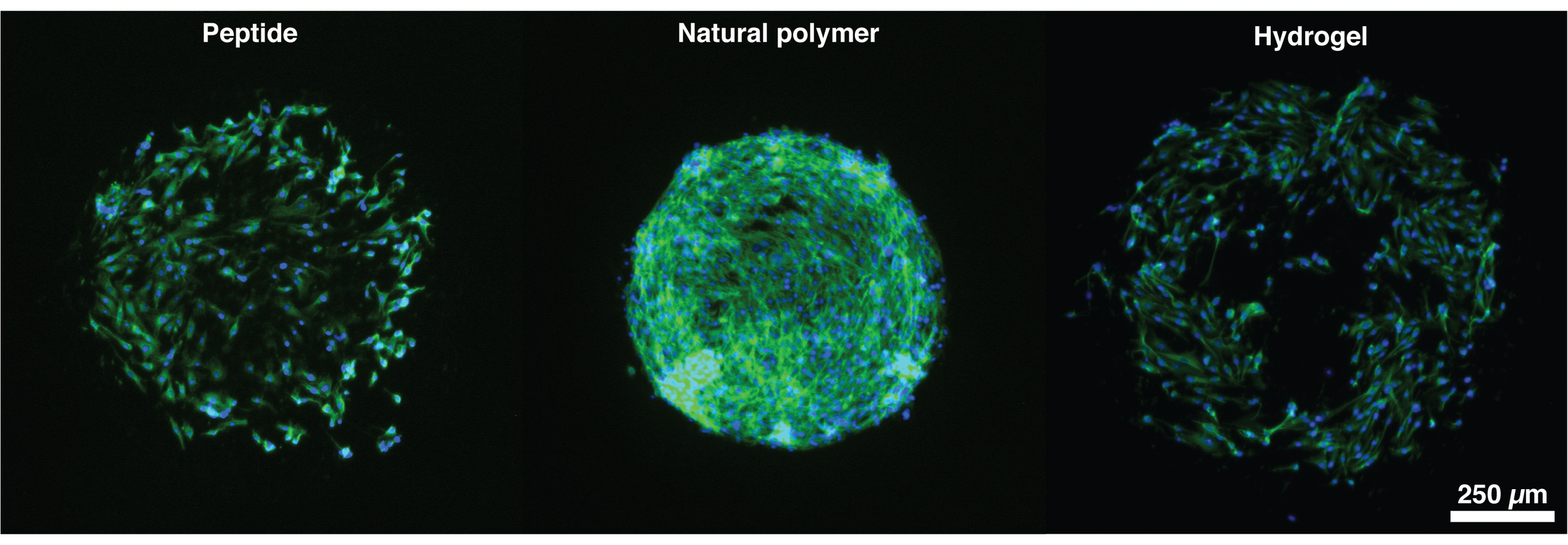 High-throughput Screening of Biomaterials