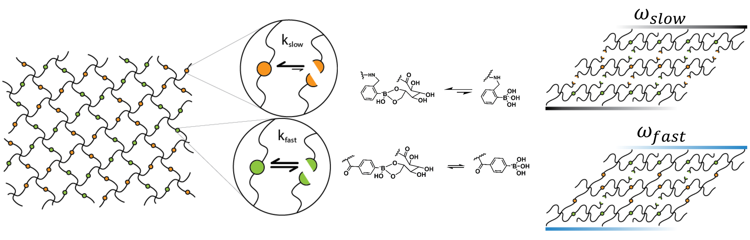 MIXED REVERSIBLE COVALENT CROSSLINK KINETICS ENABLE PRECISE, HIERARCHICAL MECHANICAL TUNING OF HYDROGEL NETWORKS Yesilyurt, V.^; Ayoob, A.M.^; Appel, E.A.; Borenstein, J.T.; Langer, R.; Anderson, D.G.* Advanced Materials (2017) PDF