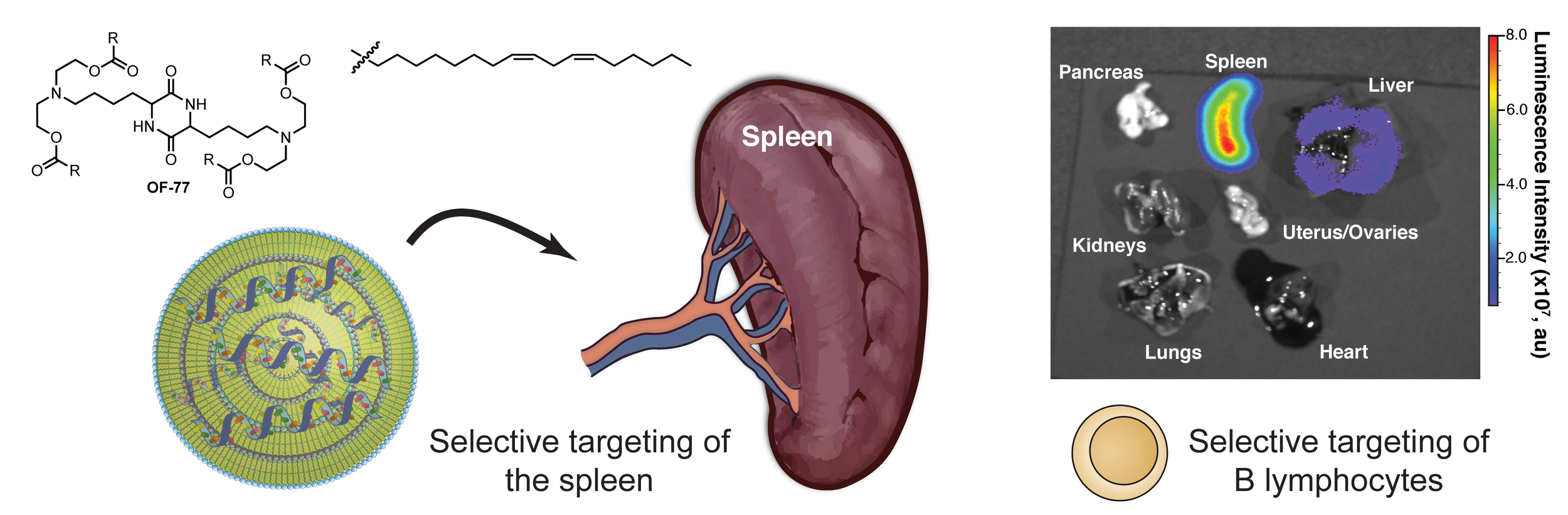 SYNTHESIS AND BIOLOGICAL EVALUATION OF IONIZABLE LIPID MATERIALS FOR THE IN VIVO DELIVERY OF MESSENGER RNA TO B LYMPHOCYTES Fenton, O.S.; Kauffman, K.J.; Kaczmarek, J.C.; McClellan, R.L.; Jhunjhunwala, S.; Tibbitt, M.W.; Zeng, M.D.; Appel, E.A.; Dorkin, J.R.; Mir, F.F.; Yang, J.H.; Oberli, M.A.; Heartlein, M.W.; DeRosa, R.; Langer, R.; Anderson, D.G.* Advanced Materials (2017) PDF