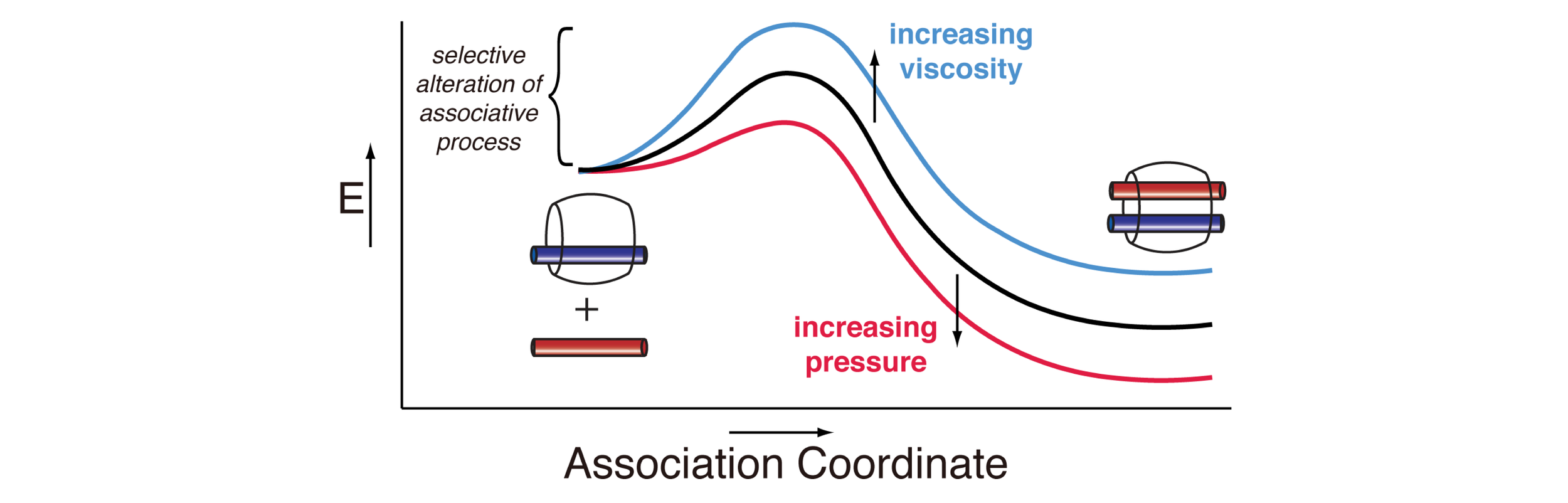 DECOUPLED ASSOCIATIVE AND DISSOCIATIVE PROCESSES IN HIGHLY DYNAMIC HOST-GUEST COMPLEXES Appel, E.A.*; Biedermann, F.*; Hoogland, D.; del Barrio, J.; Driscoll, M.D.; Hay, S.; Wales, D.J.; Scherman, O.A.* Journal of the American Chemical Society (2017) PDF