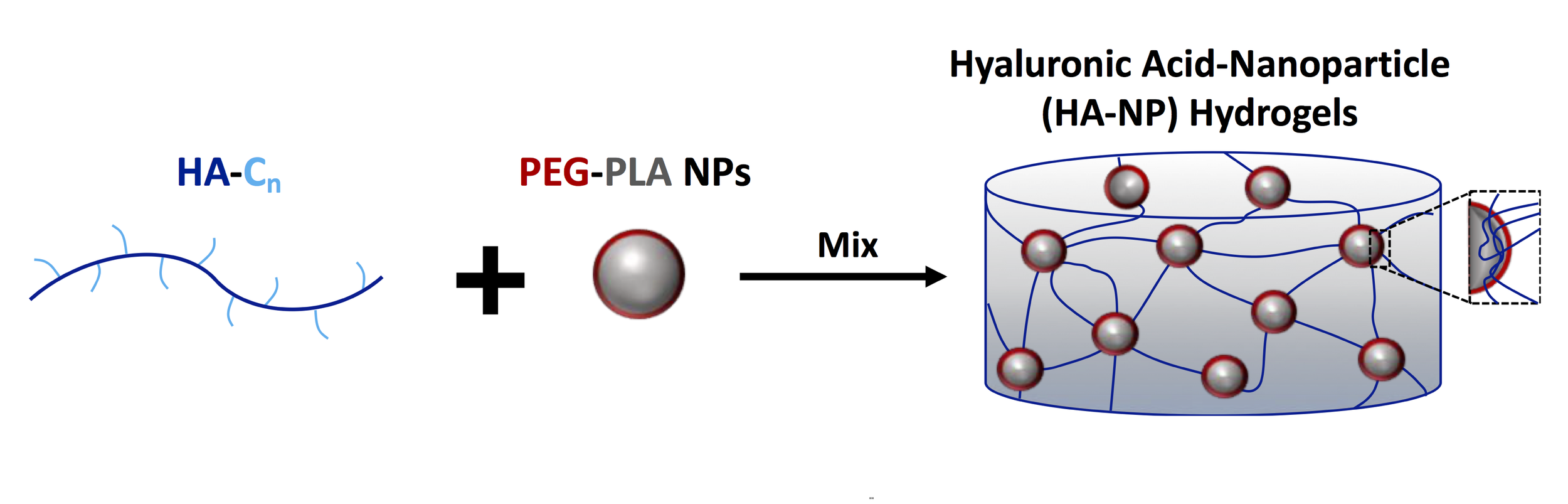 A BIOCOMPATIBLE THERAPEUTIC CATHETER-DELIVERABLE HYDROGEL FOR IN SITU TISSUE ENGINEERING Steele, A.N.; Stapleton, L.M.; Farry, J.M.; Lucian, H.J.; Paulsen, M.J.; Eskandari, A.; Hironaka, C.E.; Thakore, A.D.; Wang, H.; Yu, A.C.; Chan, D.; Appel, E.A.*; Woo, Y.J.* Advanced Healthcare Materials (2019) PDF