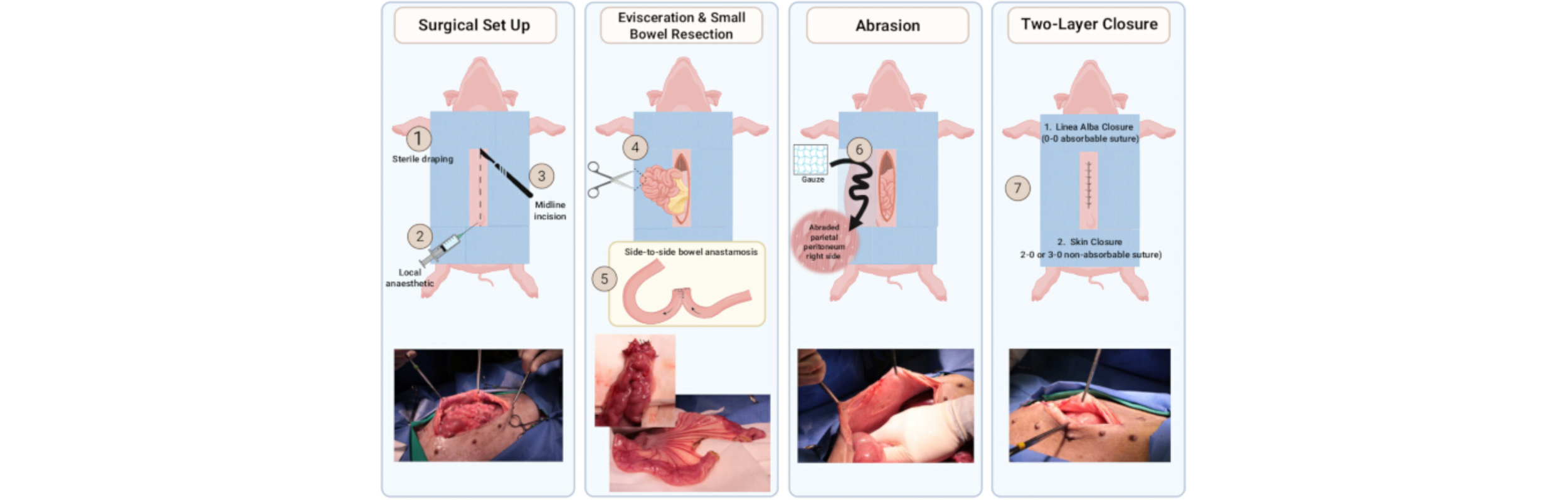    A TRANSLATIONAL SURGICAL PORCINE MODEL FOR POSTOPERATIVE INTRA-ABDOMINAL ADHESION FORMATION    Reveron-Thornton, R.F.; Hsu, C.-H.; Bobst, W.; Guo, J.L.; Meany, E.L.; Williams, C.M.; Berry, C.; Fallah, M.; Korah, M.; Agolia, J.P.; Guo, C.; Fell, G.