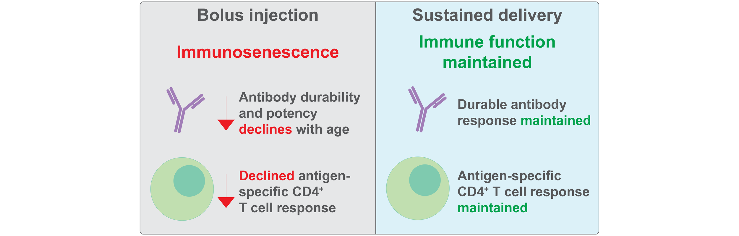   SUSTAINED DELIVERY OF A SHINGLES SUBUNIT VACCINE OVERCOMES AGE-RELATED DECLINES IN HUMORAL AND CELLULAR IMMUNITY RELATIVE TO SHINGRIX   Song, Y.E.; Yan, J.; Ou, B.S.; Saouaf, O.M.; Eckman, N.; Appel, E.A.*  Advanced Science  (2026)  PDF  
