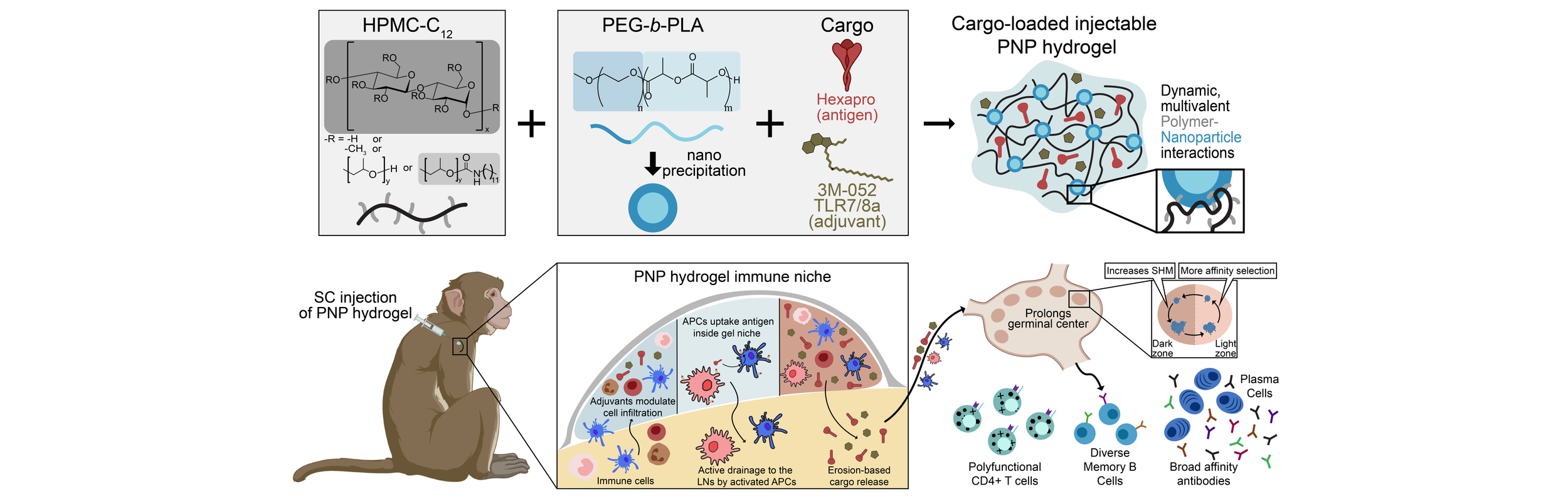    SUSTAINED DELIVERY OF A SARS-COV-2 SUBUNIT VACCINE IN AN ADJUVANTED HYDROGEL DEPOT ENHANCES VACCINE RESPONSES IN NONHUMAN PRIMATES    Ou, B.S.; Hu, M.; Yan, J.; Santagata, J.M.; Saouaf, O.M.; Eppler, H.B.; Lujan, V.; Song, Y.E.; Grifoni, A.; Klich