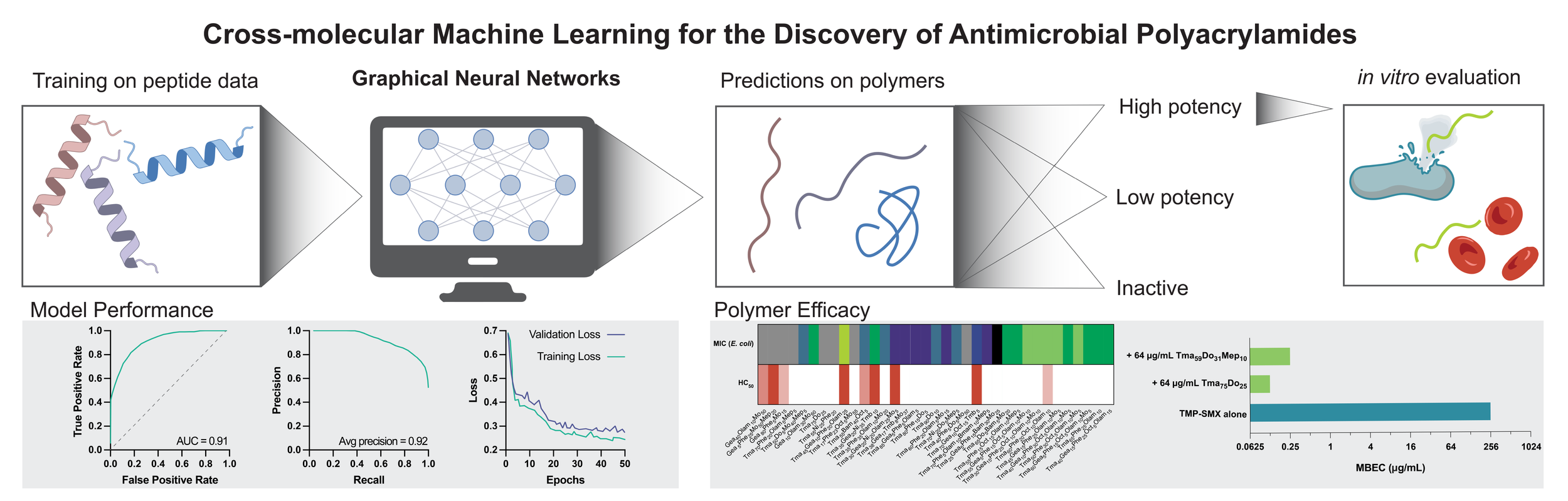    CROSS-MOLECULAR ACTIVE LEARNING FOR THE DISCOVERY OF ANTIMICROBIAL POLYMERS    Williams, S.C.; Greenstein, G.; Liu, X.; Fragasso, A.; Eckman, N.; Prossnitz, A.N.; Dong, C.; Makar-Limanov, A.; Jacobs-Wagner, C.; Cegelski, L.; Lopez Hernandez, H.; A