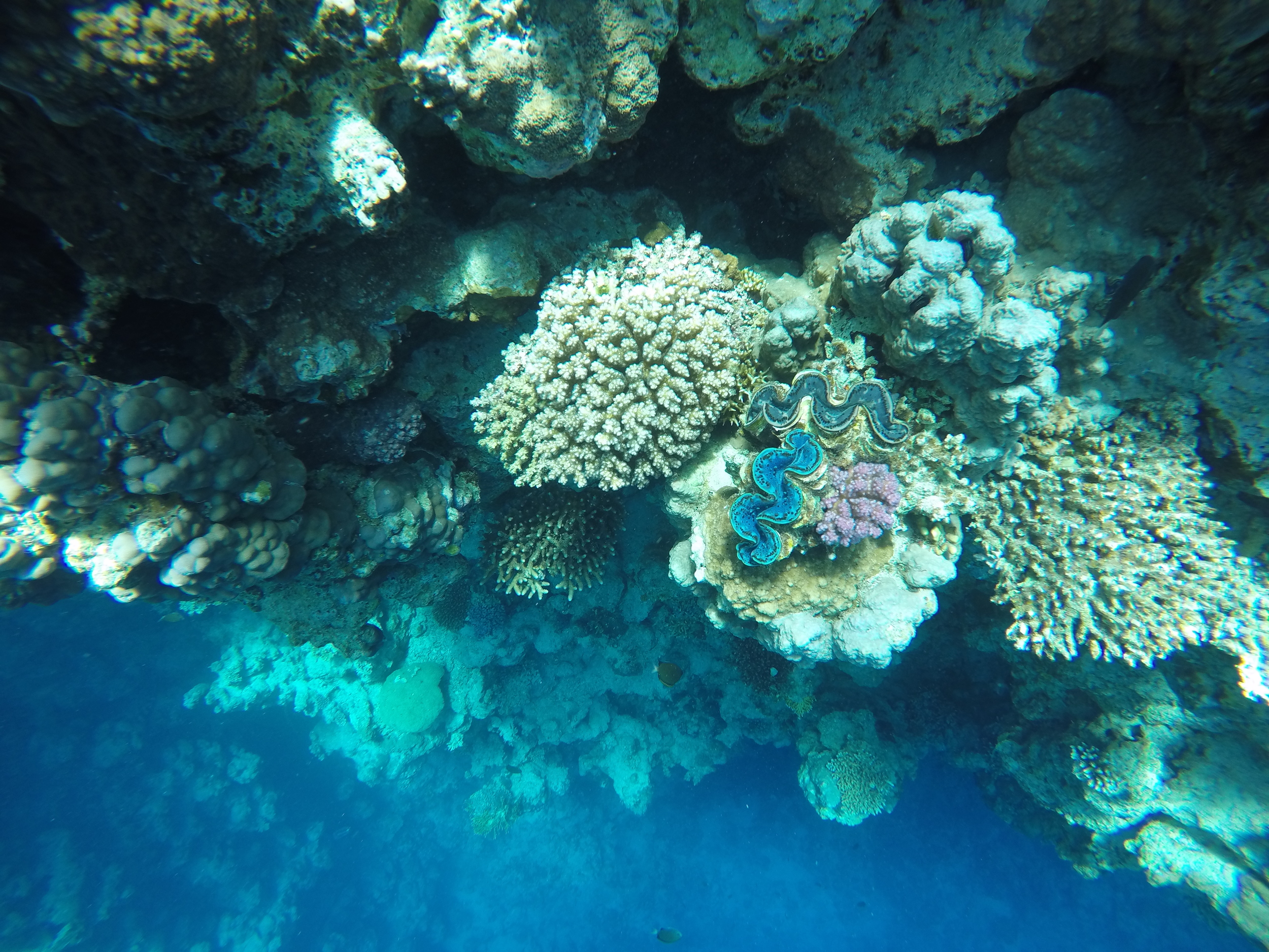  Corals and clams at the Blue Hole  (photo by Georgia Patterson) 
