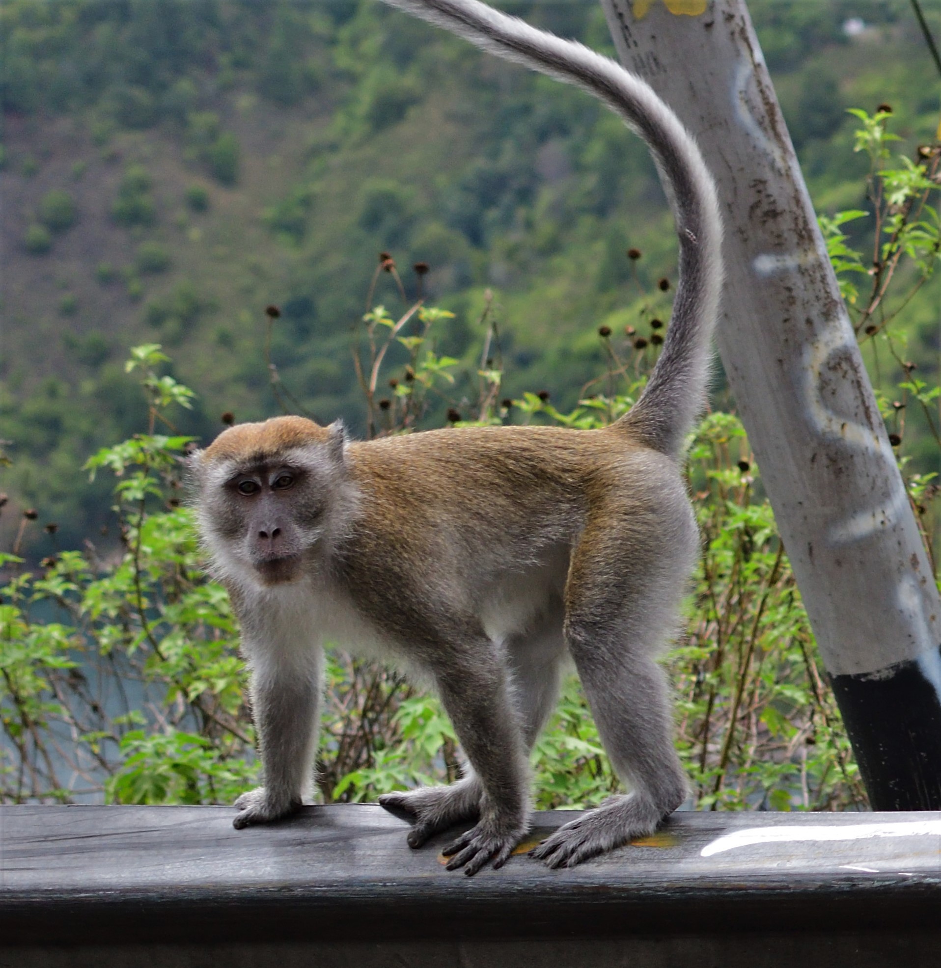 dsc_2163_00003_29395759270_o.jpg