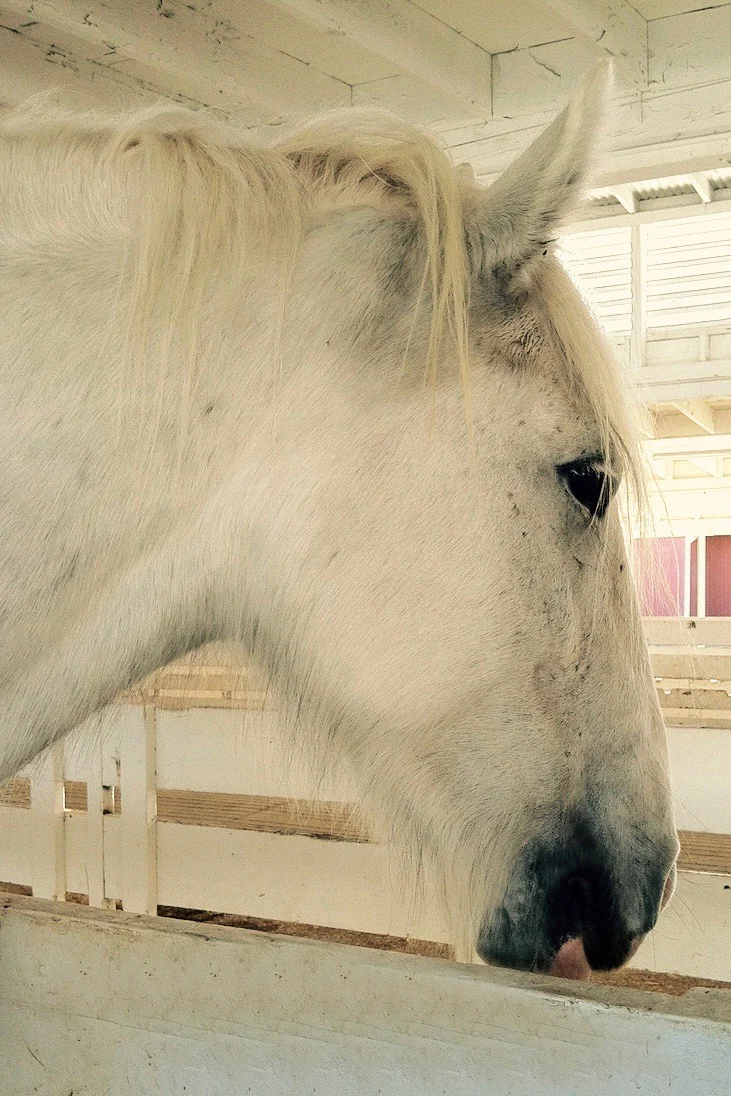 Quiet Mare .jpg