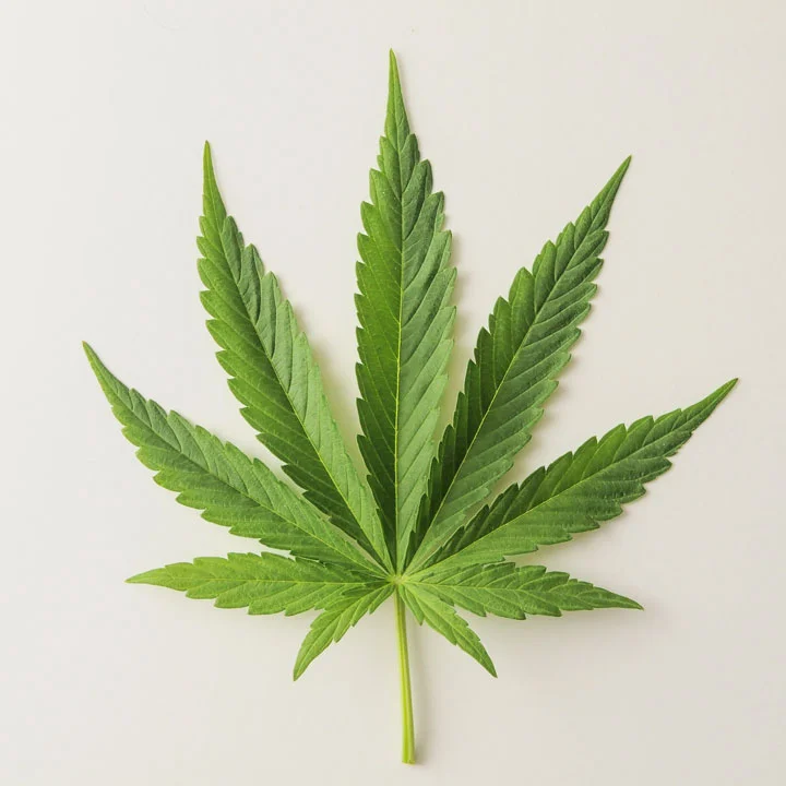 Marijuana ChargesUnderstand marijuana related crimes and how to defend your case.