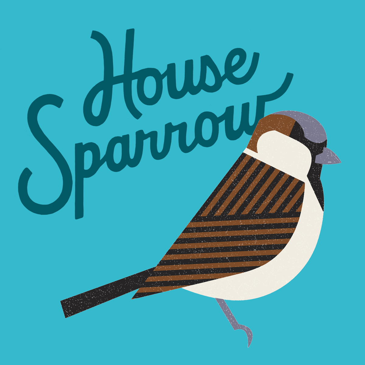 housesparrow.png