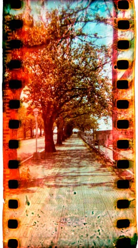 Holga35mmJapanTreesMelt2-Edit.jpg