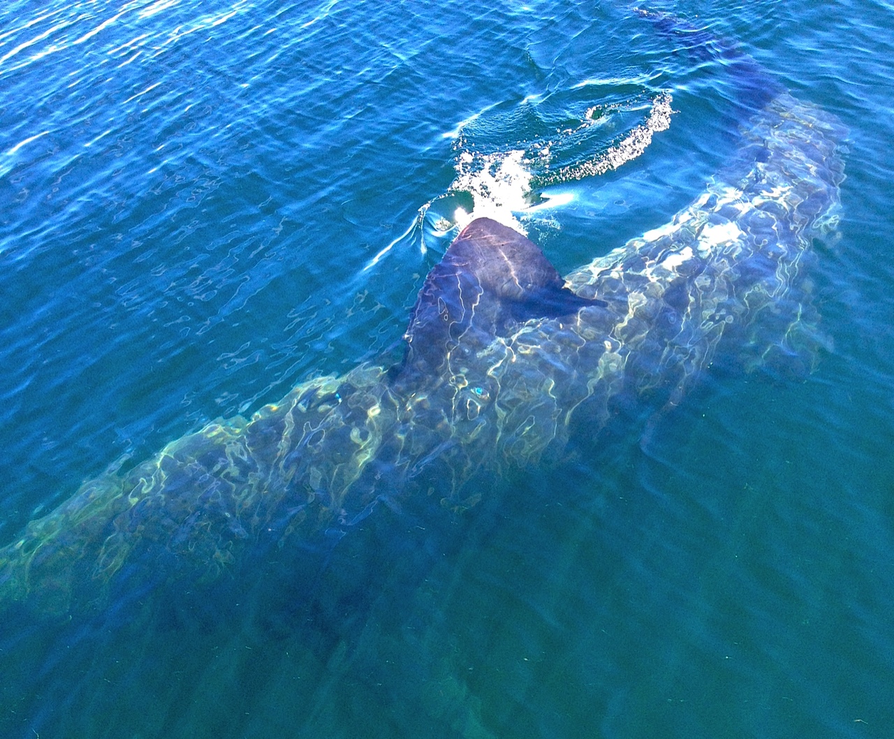 Whale Shark.jpg