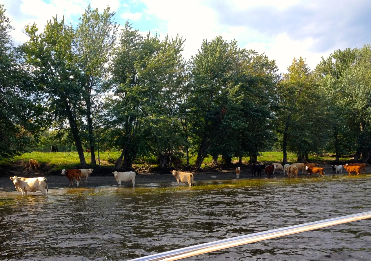The cows of the Saint John river.jpg