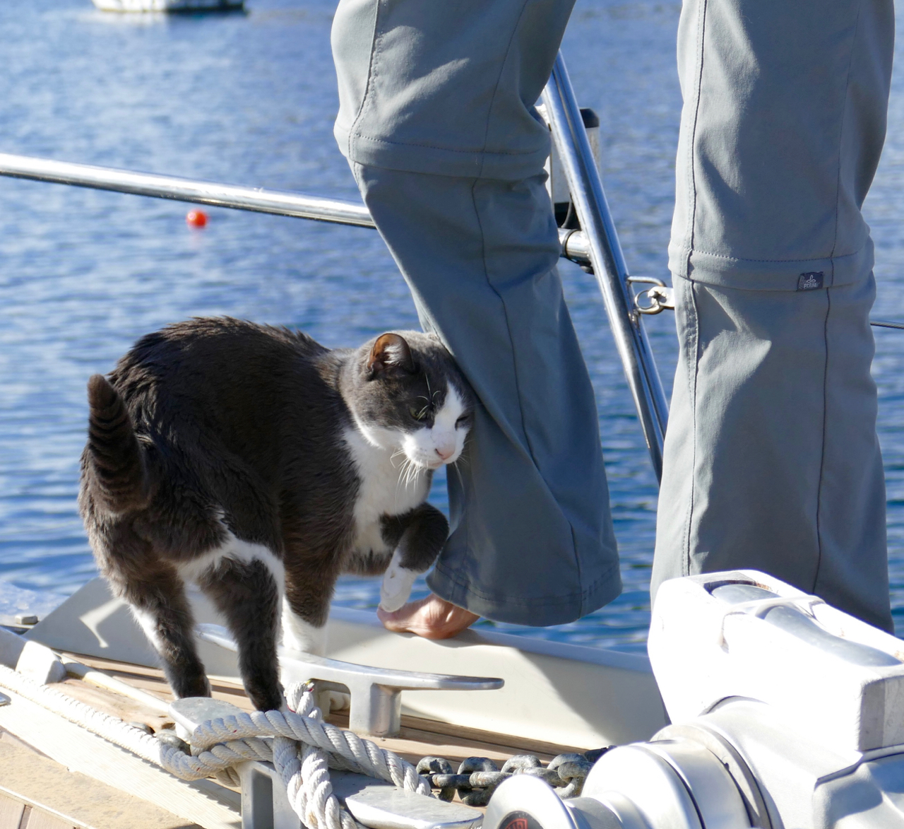 The Admiral doing foredeck work, and so of course, Sebastian was there with her. Águilas, Murcia, January 21, 2016. Leica Typ 114.