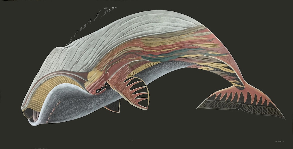 Tim Pitsiulak, Bow Head Whale, 48 x 96, Coloured Pencil on Paper