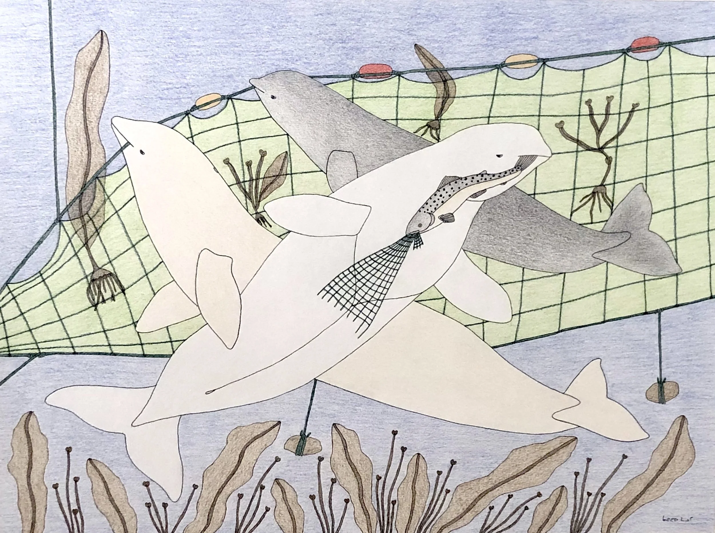 Qavavau Manumie Untitled - Beluga and Fish Net 23x30 Coloured Pencil and Ink on Paper $ 1525 # 072-2640