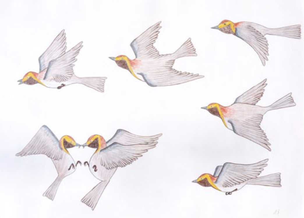  Marjorie Esa Baker Lake Flying Birds (2) 21.5 x 29.5 Inches Drawing SOLD 