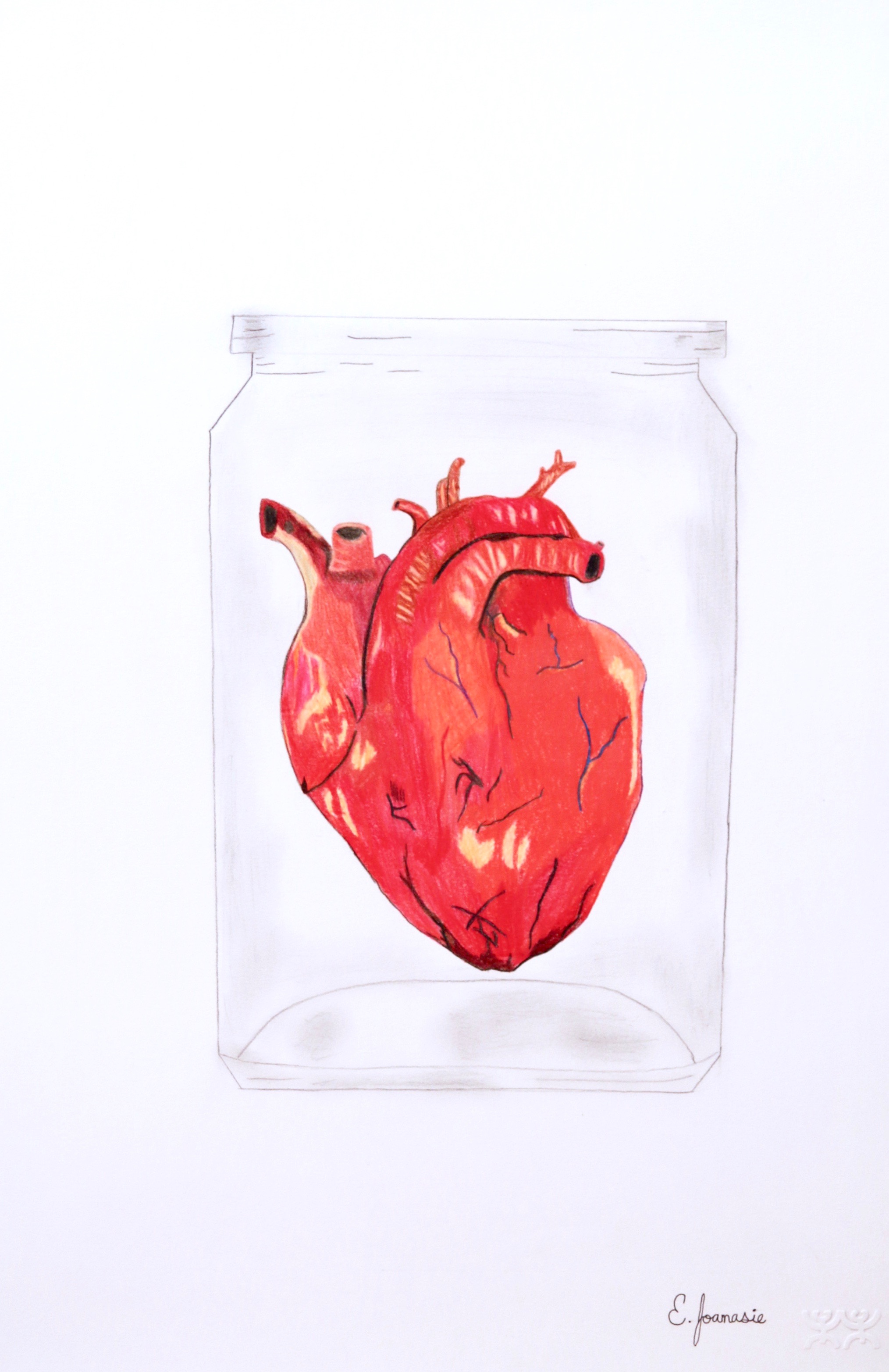 Elisapee Joanasie Untitled (Heart in a Jar) 23 x 15 Coloured Pencil and Ink on Paper $ 285 216-0003