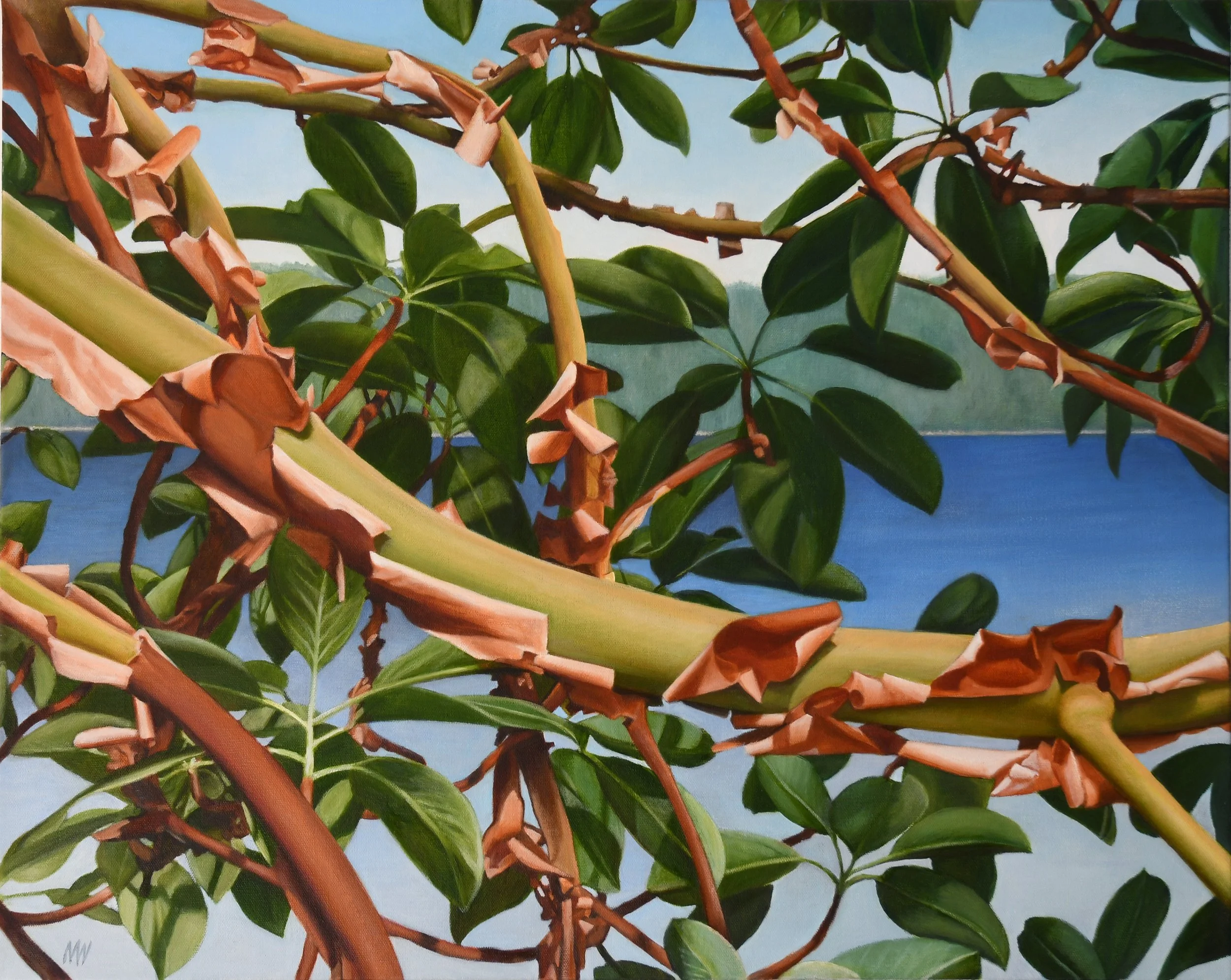 Arbutus Veil 24 x 30 Acrylic and Oil on Canvas SOLD