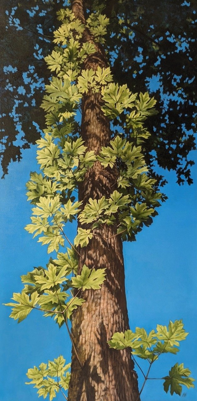 Living Forest Maple 48 x 24 Oil on Canvas $ 6000