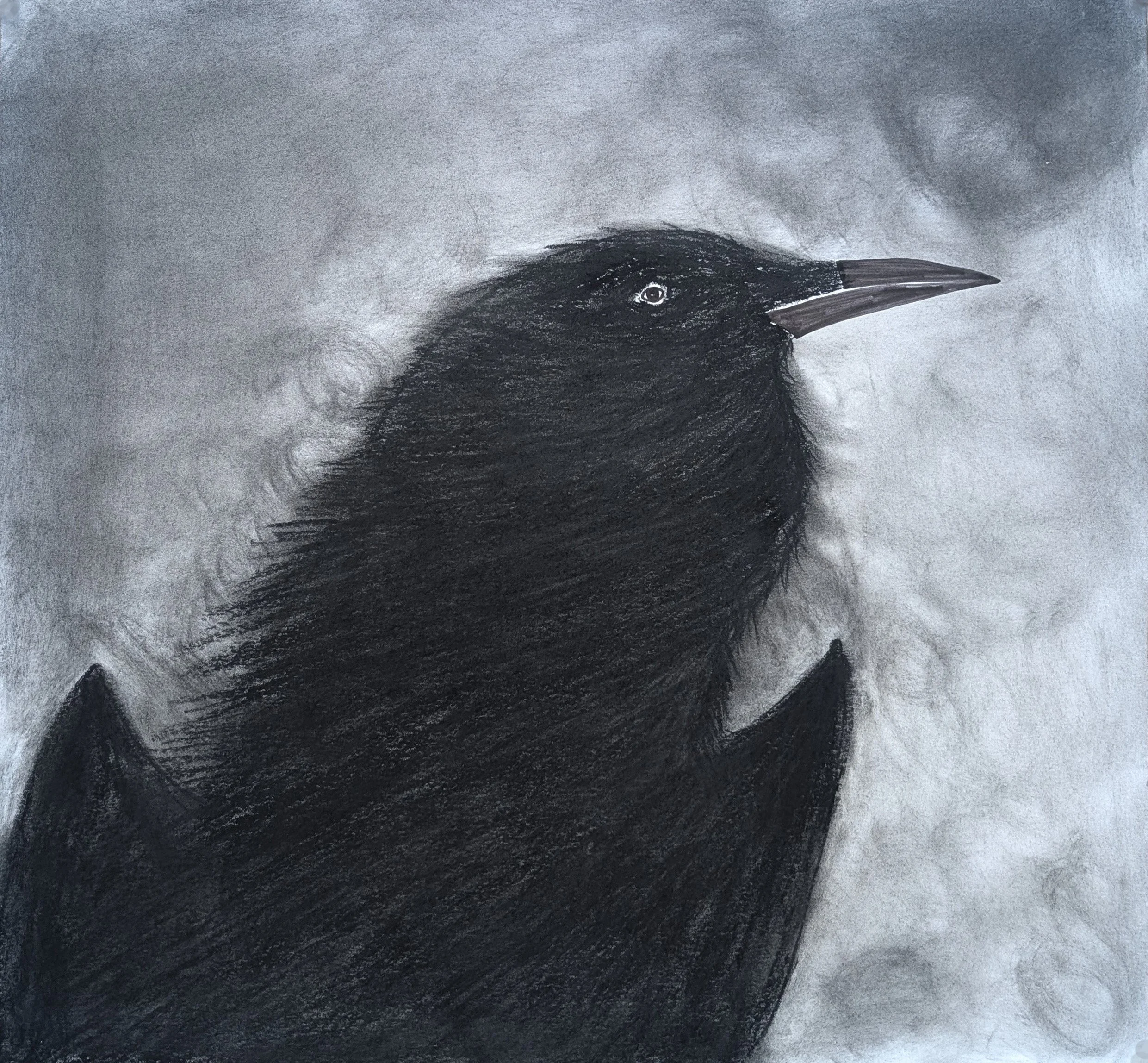  Raven 18.5 × 20.25  Charcoal # 151-1690 SOLD 