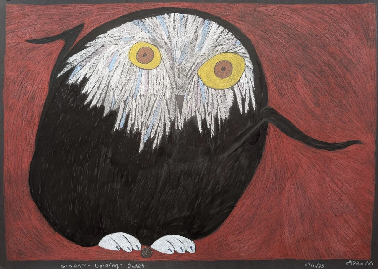  Upiaraq - Owlet 22 x 30 Coloured Pencil on Black Paper $ 2950 