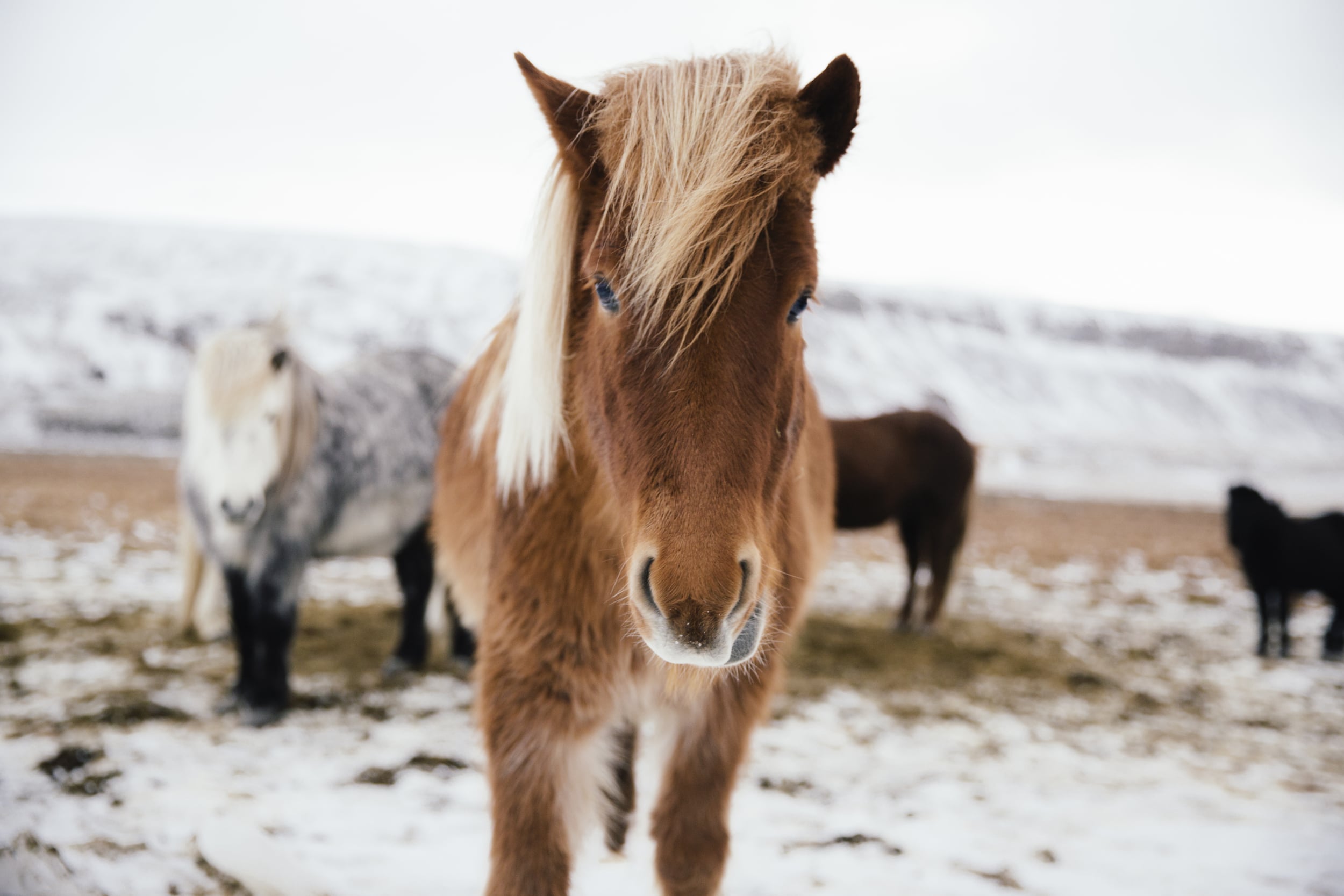 ICELAND-37.jpg