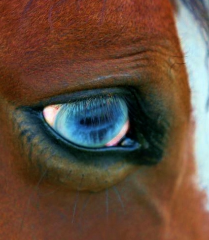 An eye exam is always an important part of a prepurchase exam!