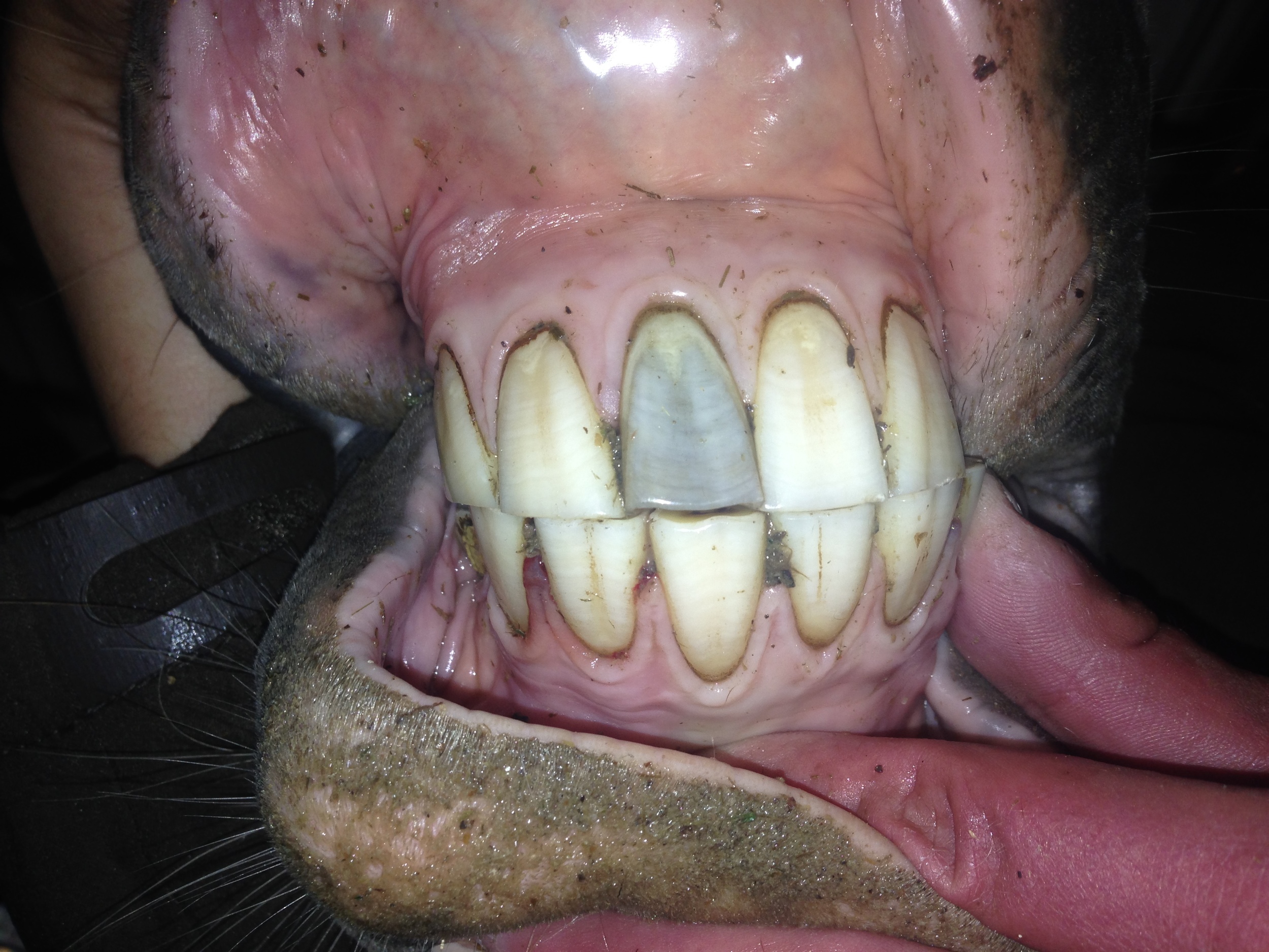 A dead incisor tooth may cause pain or grow abnormally.