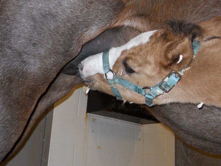 foal nursing.jpg